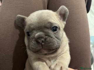 French Bulldog dogs for sale - Advert 1