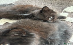 Mixed Breed cats for sale: 2 fluffy girls for sale - Image 8