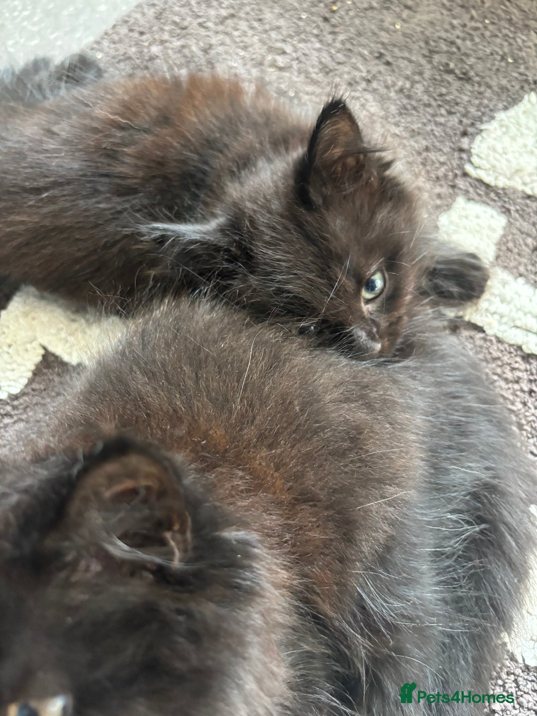 Mixed Breed cats for sale: 2 fluffy girls for sale - Image 8