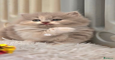 British Shorthair cats - Advert 10