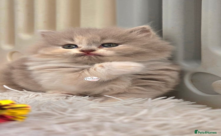 British Shorthair cats - Advert 4