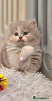British Shorthair cats - Advert 15