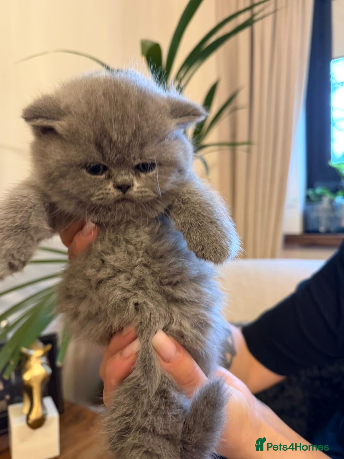 British Shorthair cats Stunning GCCF  Blue British Shorthair Kittens - Advert 10