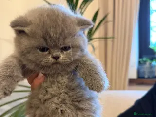 British Shorthair cats Stunning GCCF Blue British Shorthair Kittens - Advert 11