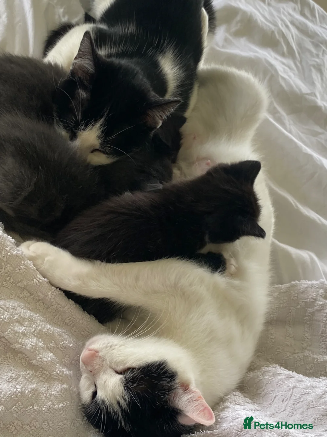 Mixed Breed cats for sale: 8 wk Grey White Kitten - Advert 28