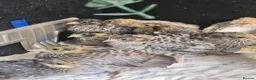 Mixed Breed birds for sale: Mixed sex Button Quail  in Stroud - Advert 3