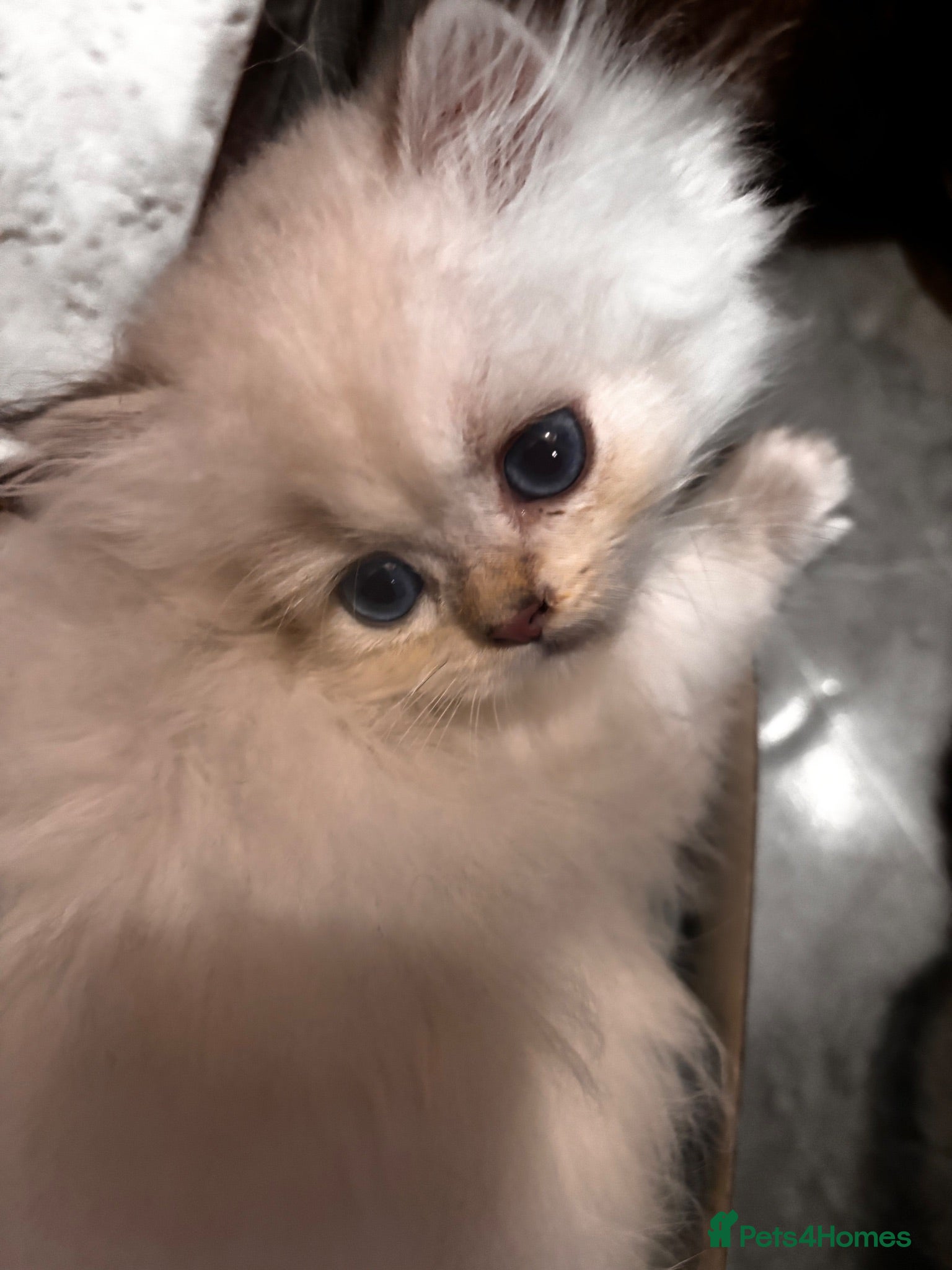 British Longhair cats British Longhair silver boy - Advert 6