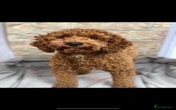 Miniature Poodle dogs for stud: extensively health tested red mini poodle in Swansea - Image 1