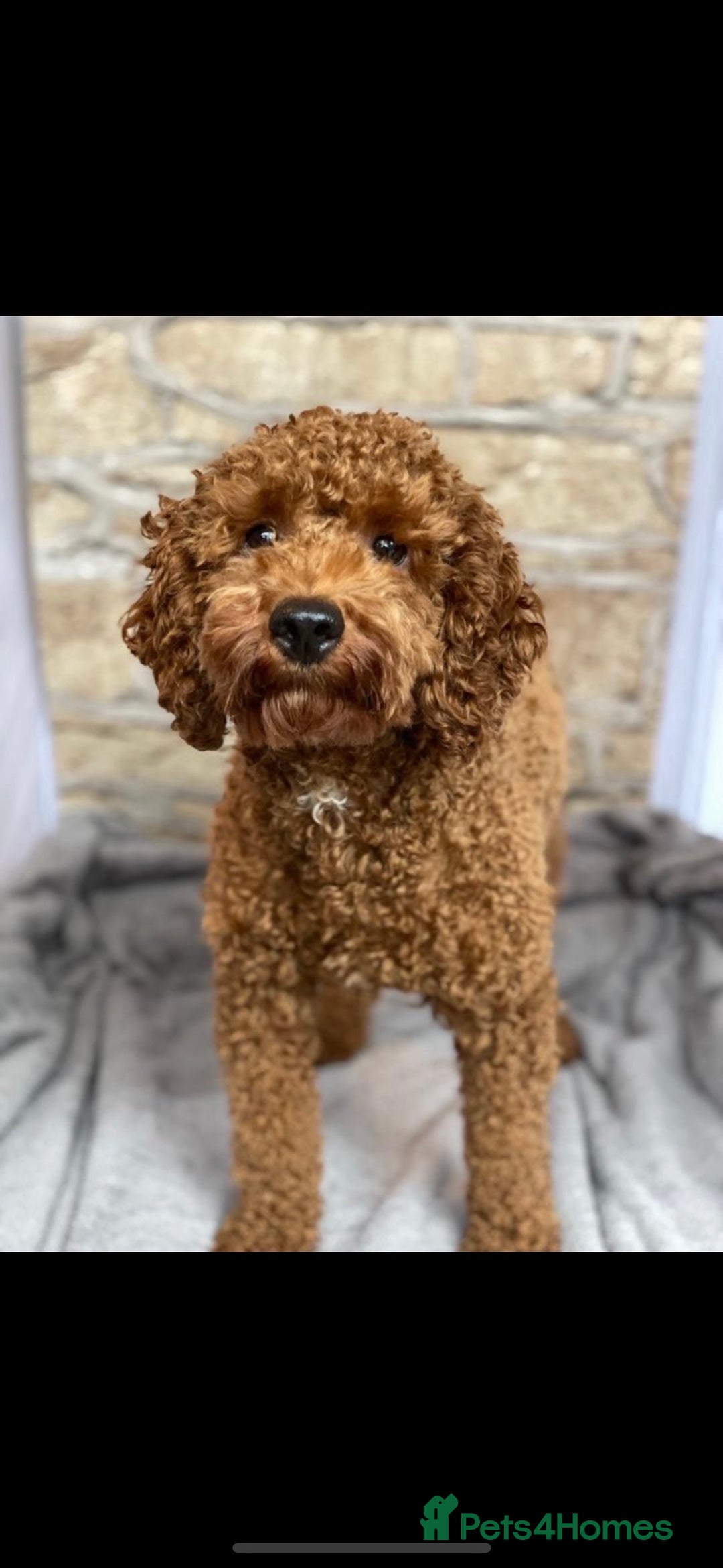 Miniature Poodle dogs for stud: extensively health tested red mini poodle in Swansea - Image 1