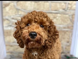 Miniature Poodle dogs extensively health tested red mini poodle in Swansea - Advert 6