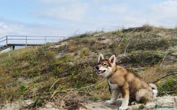 Saarloos Wolfdog dogs for sale: WEST SIBERIAN LAIKA 3 MONTHS OLD - Image 1