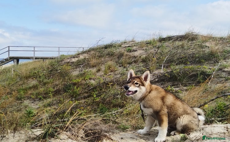 Saarloos Wolfdog dogs - Advert 14