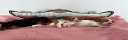 Cavalier King Charles Spaniel dogs for sale: Health Tested Cavalier King Charles  - Advert 22