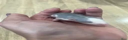 Rat rodents for sale: Baby Dumbo Rats - Advert 7