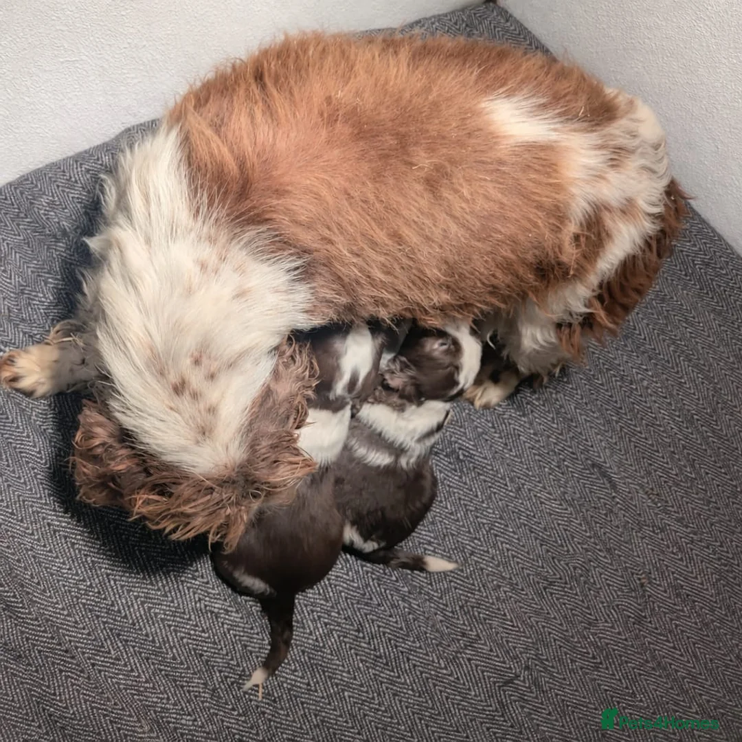 English Springer Spaniel dogs for sale: Beautiful KC Show Line ESS Puppies - Advert 2