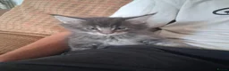 Maine Coon cats for sale: Stunning health tested, tica reg kittens 😍 - Advert 30