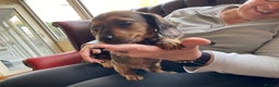 Miniature Dachshund dogs for sale: MINIATURE DACHSHUND PUPPIES  - Advert 2