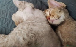 Devon Rex cats for sale: Beautiful Devon Rex Kittens - GCCF registered - Image 26