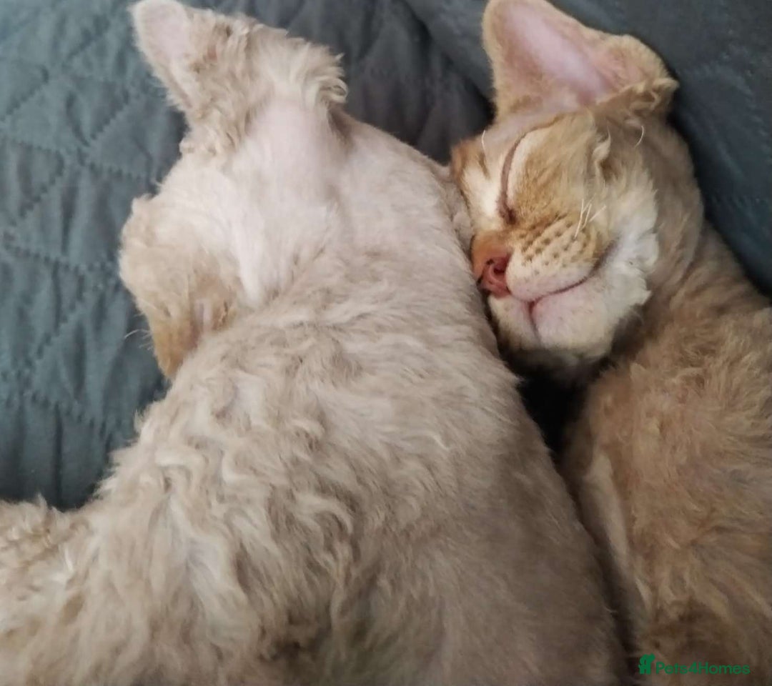 Devon Rex cats for sale: Beautiful Devon Rex Kittens - GCCF registered - Image 26