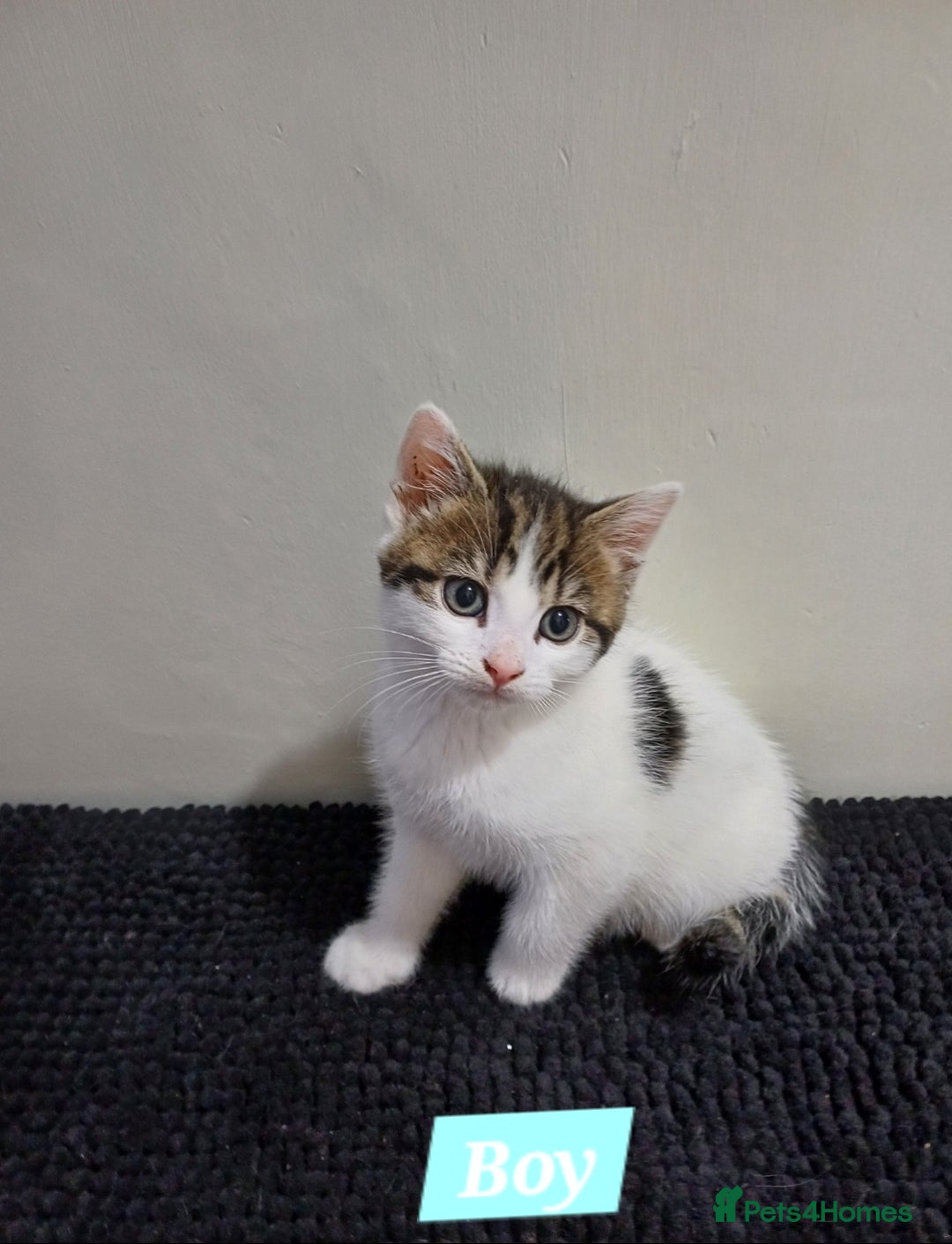 Mixed Breed cats for sale: Ready Tabby & White kitties - Advert 6