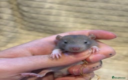 Rat rodents for sale: Baby rats (males and females) - Image 8