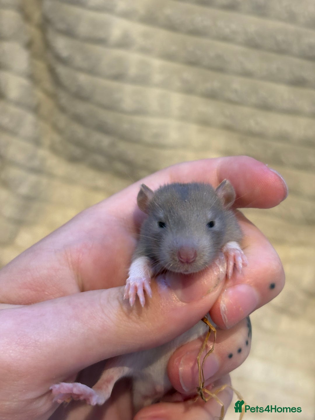 Rat rodents for sale: Baby rats (males and females) - Image 8