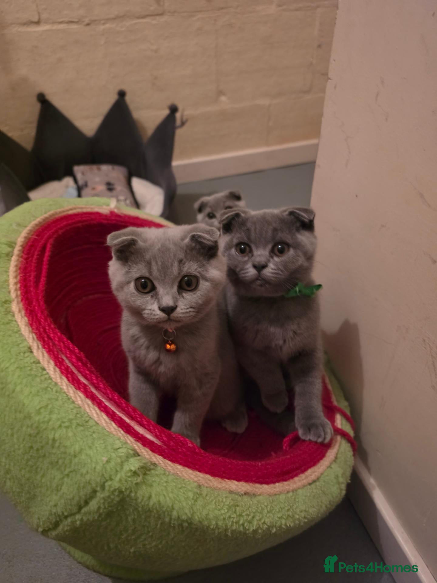 Scottish Fold cats 7 Scottish fold 😍beautiful  healthy kittens - Advert 6