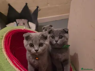 Scottish Fold cats 7 Scottish fold 😍beautiful healthy kittens - Advert 6