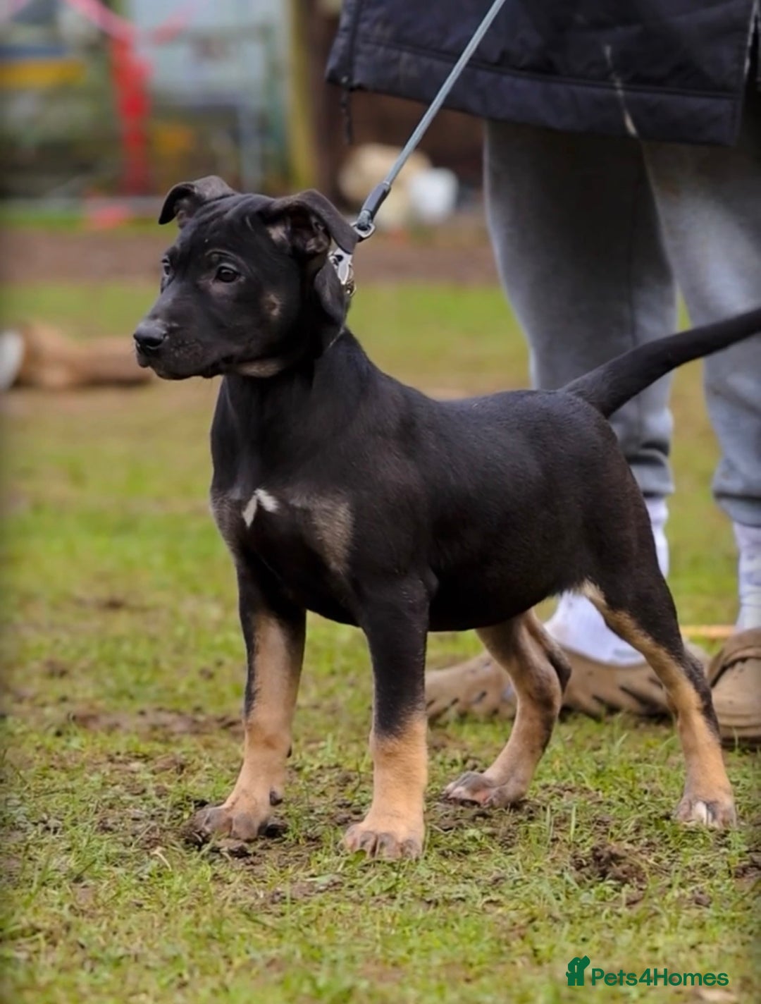 Mixed Breed dogs for sale: Beautiful Puppies– Ideal Family Companions 🐾 - Advert 4