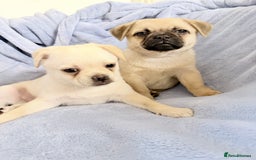 Pomeranian dogs for sale: Pug x Pomeranian mixed breed Puppies  - Advert 10