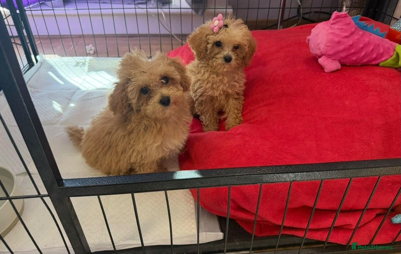 Poochon dogs Beautiful Poochon Puppies  - Advert 1