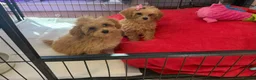 Poochon dogs for sale: Health Tested Fully Vaccinated Poochon Puppies  - Advert 6