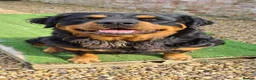 Rottweiler dogs for sale: Long Haired Fluffy Rottie Pups. Full Health Tested - Advert 8