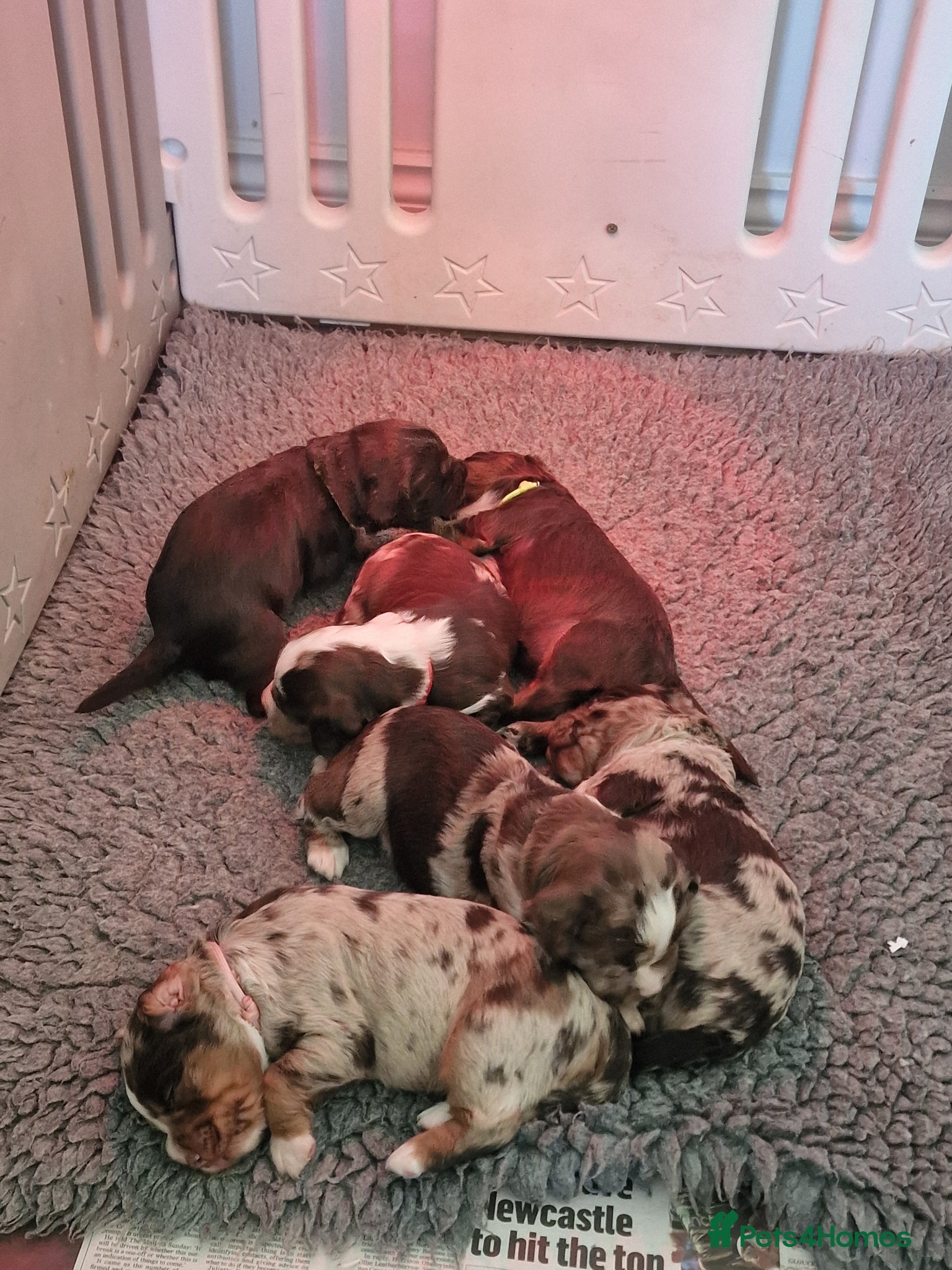 Cocker Spaniel dogs Stunning coloured merle working cocker spaniels  - Advert 1