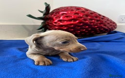 Miniature Dachshund dogs for sale: Stunning Mini Dachshund Puppies - Image 4