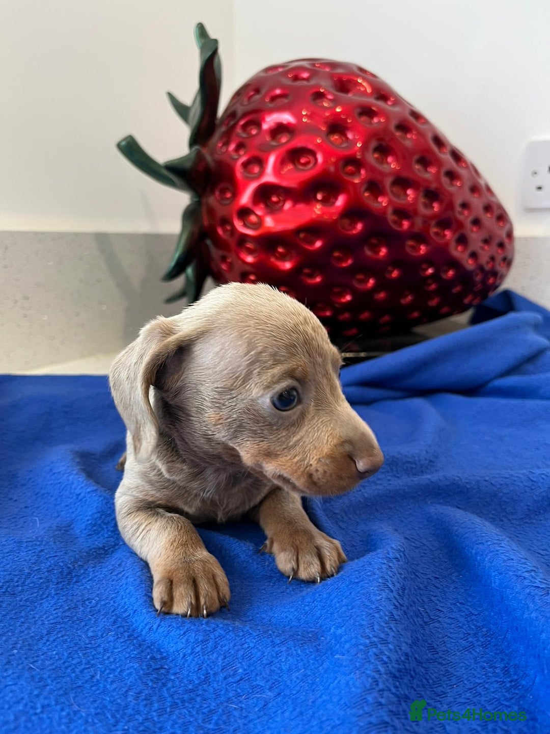 Miniature Dachshund dogs for sale: Stunning Mini Dachshund Puppies - Image 4
