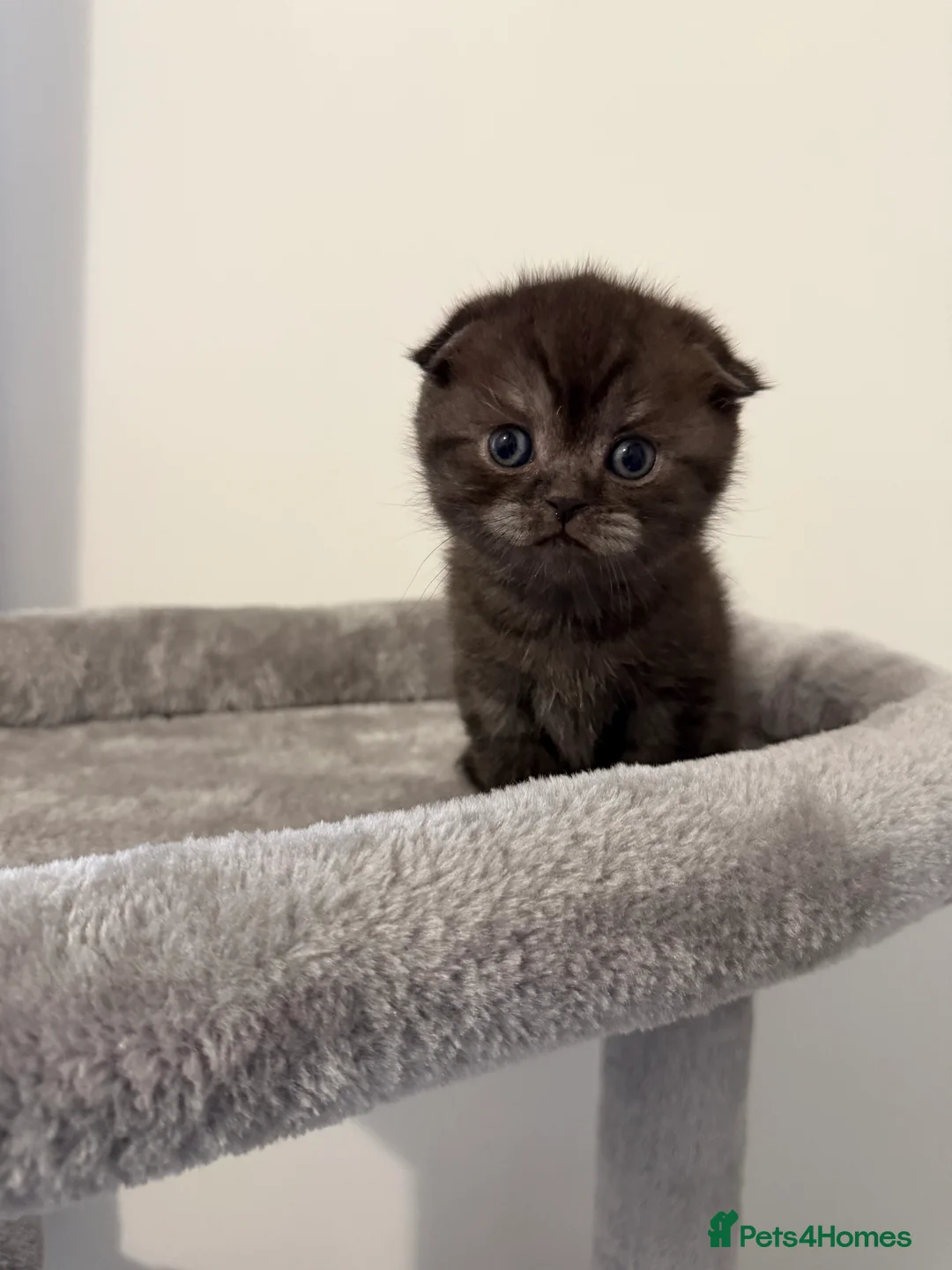 Scottish Fold cats for sale: Scottish fold female kitten pure breed in London - Advert 22