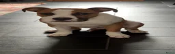American Bulldog dogs for sale: 7 month old American Bulldog  - Advert 11