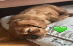 Cavalier King Charles Spaniel dogs for sale: Beautiful Ruby boys - Image 12
