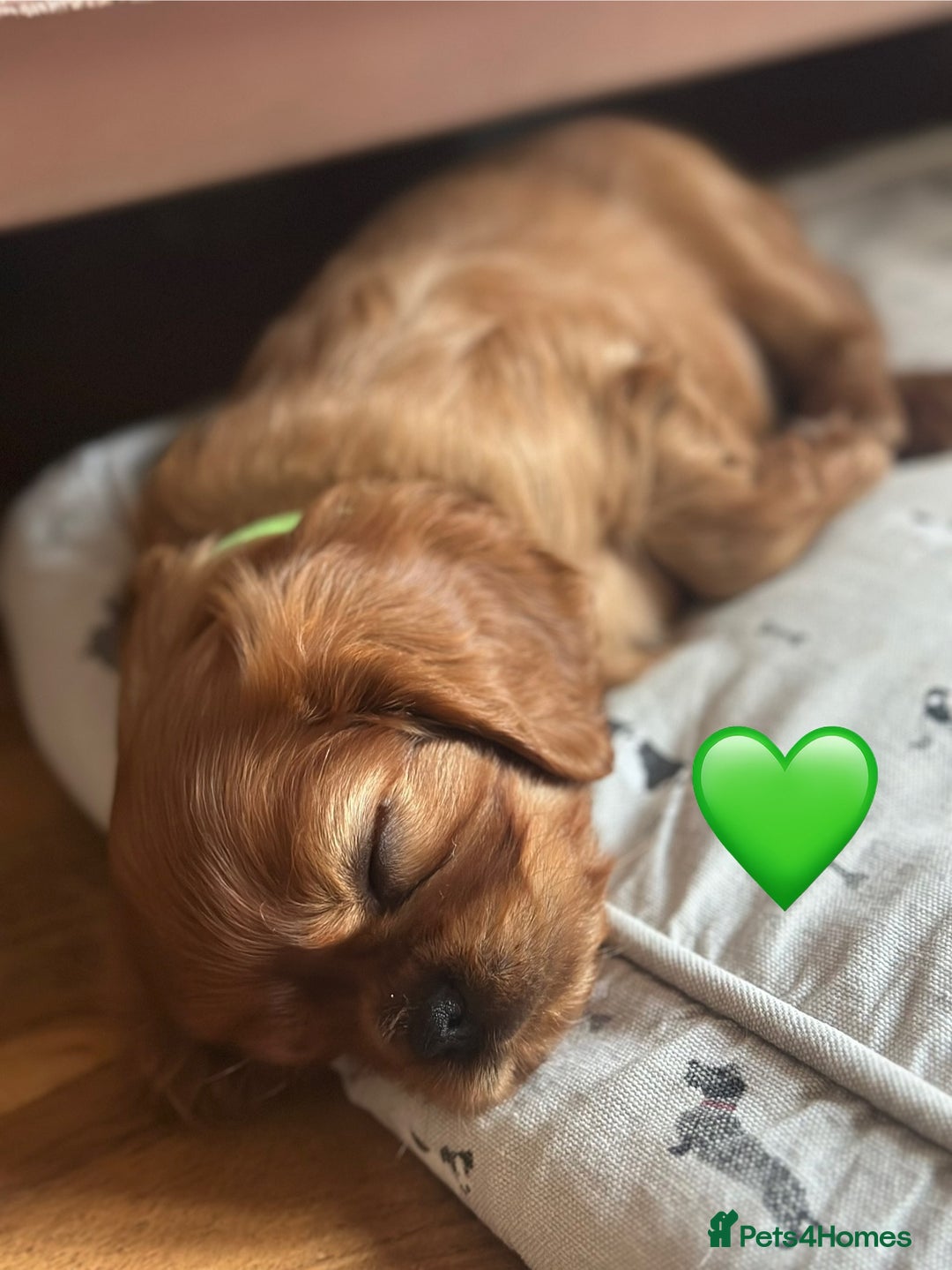 Cavalier King Charles Spaniel dogs for sale: Beautiful Ruby boys - Image 12