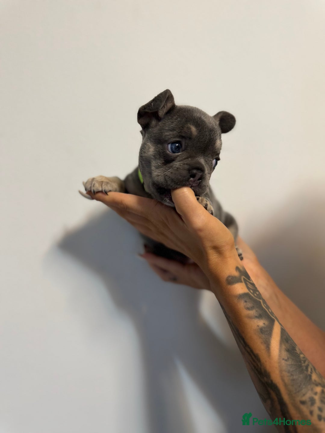 French Bulldog dogs for sale: One Female French bulldog  - Advert 9