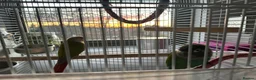 Conures birds for sale: Green cheeked conures in Manchester - Advert 8