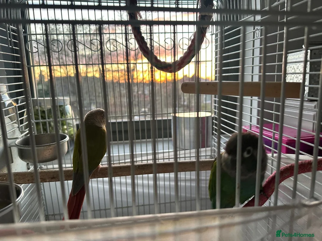 Conures birds for sale: Green cheeked conures in Manchester - Advert 8
