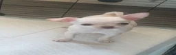 Chihuahua dogs for sale: 3 chi pups looking for forever homes   in Glasgow - Advert 3