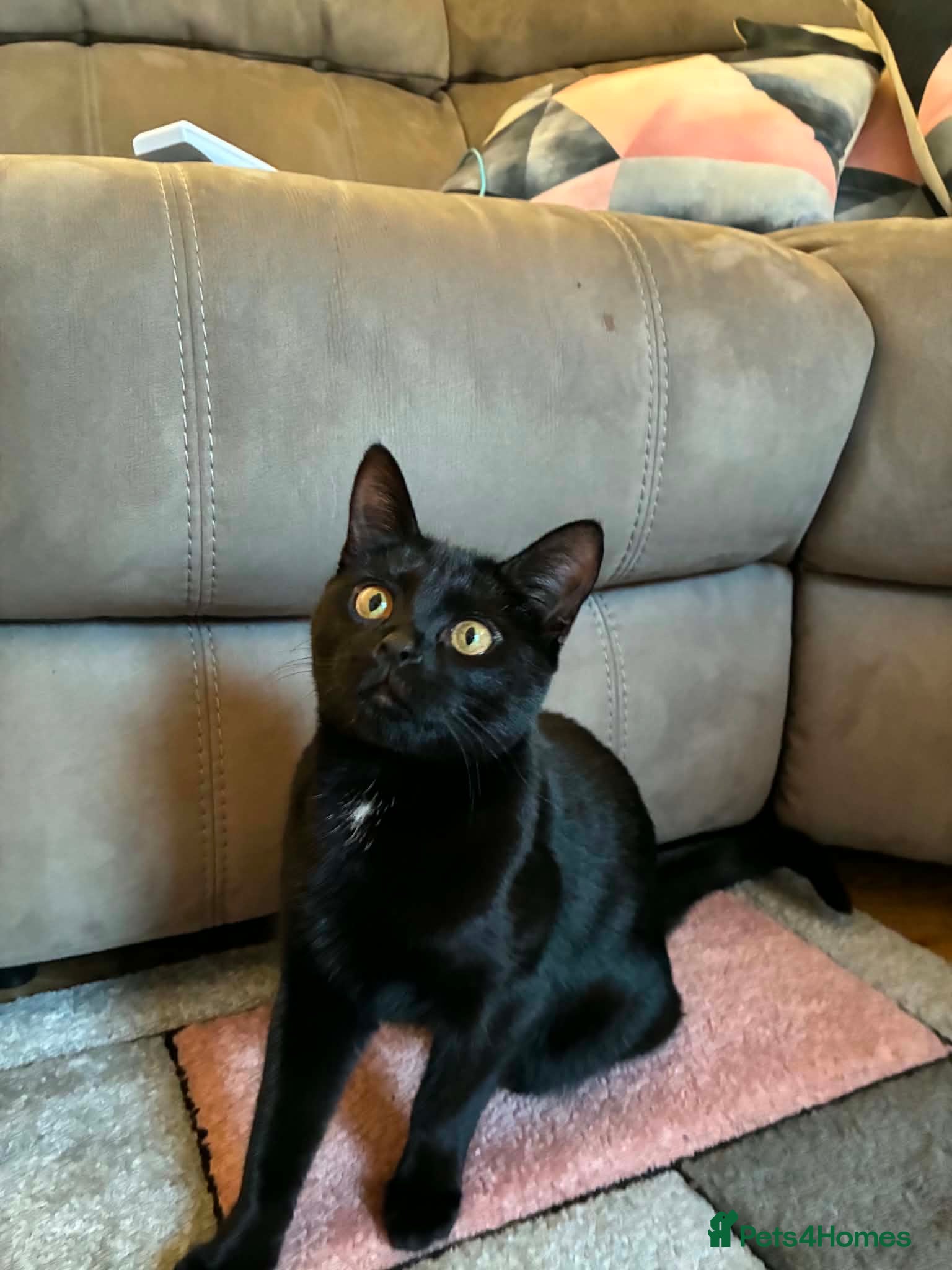 Mixed Breed cats 24 week old kitten for sale - Advert 2