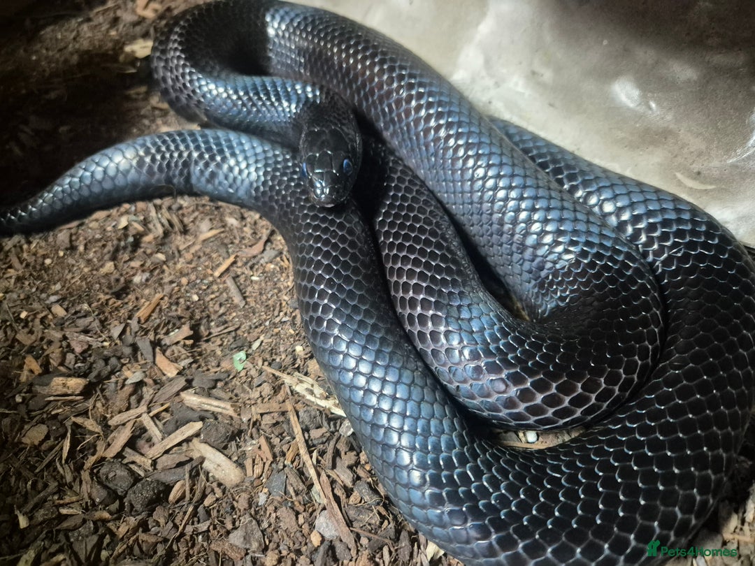 King Snake reptiles for sale: Mexican black kingsnake - Advert 4