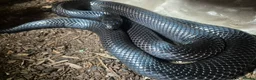 King Snake reptiles for sale: Mexican black kingsnake - Advert 4