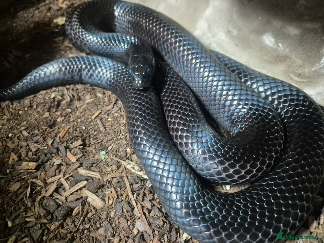 King Snake reptiles for sale: Mexican black kingsnake - Advert 4