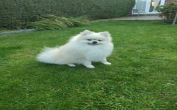 Pomeranian dogs for stud: Cream Pomeranian Stud Bersy in Preston - Image 6