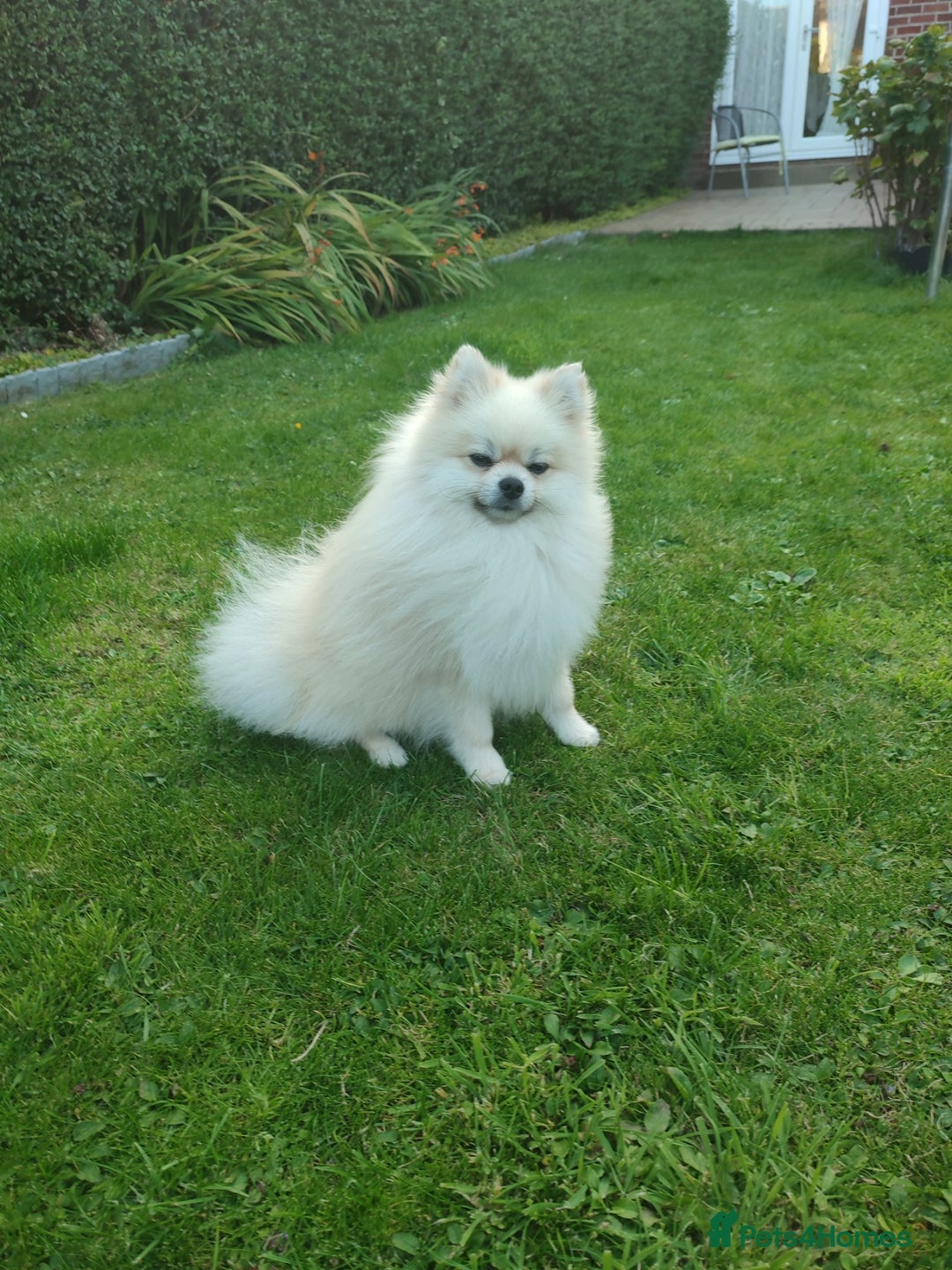Pomeranian dogs for stud: Cream Pomeranian Stud Bersy in Preston - Image 6